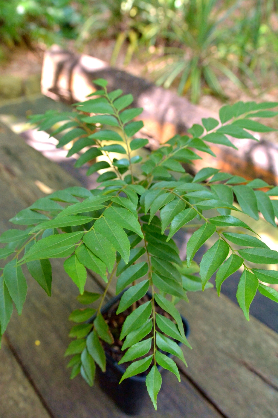 Curry Tree (Murraya koenigii) - Large