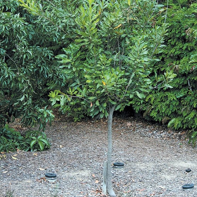 Macadamia 344 - Ladybird Nursery