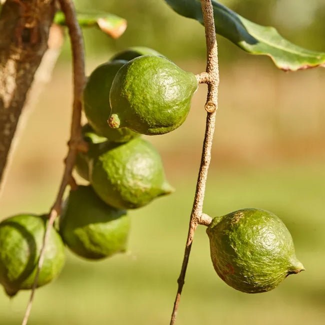 Macadamia 344 - Ladybird Nursery