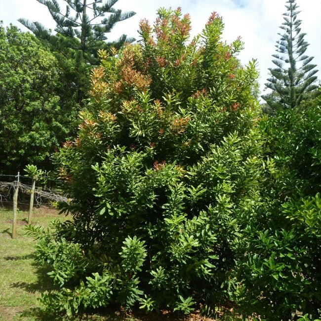 Macadamia A268 - Ladybird Nursery