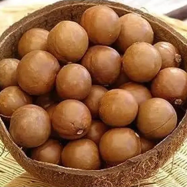 Macadamia Bush Nut