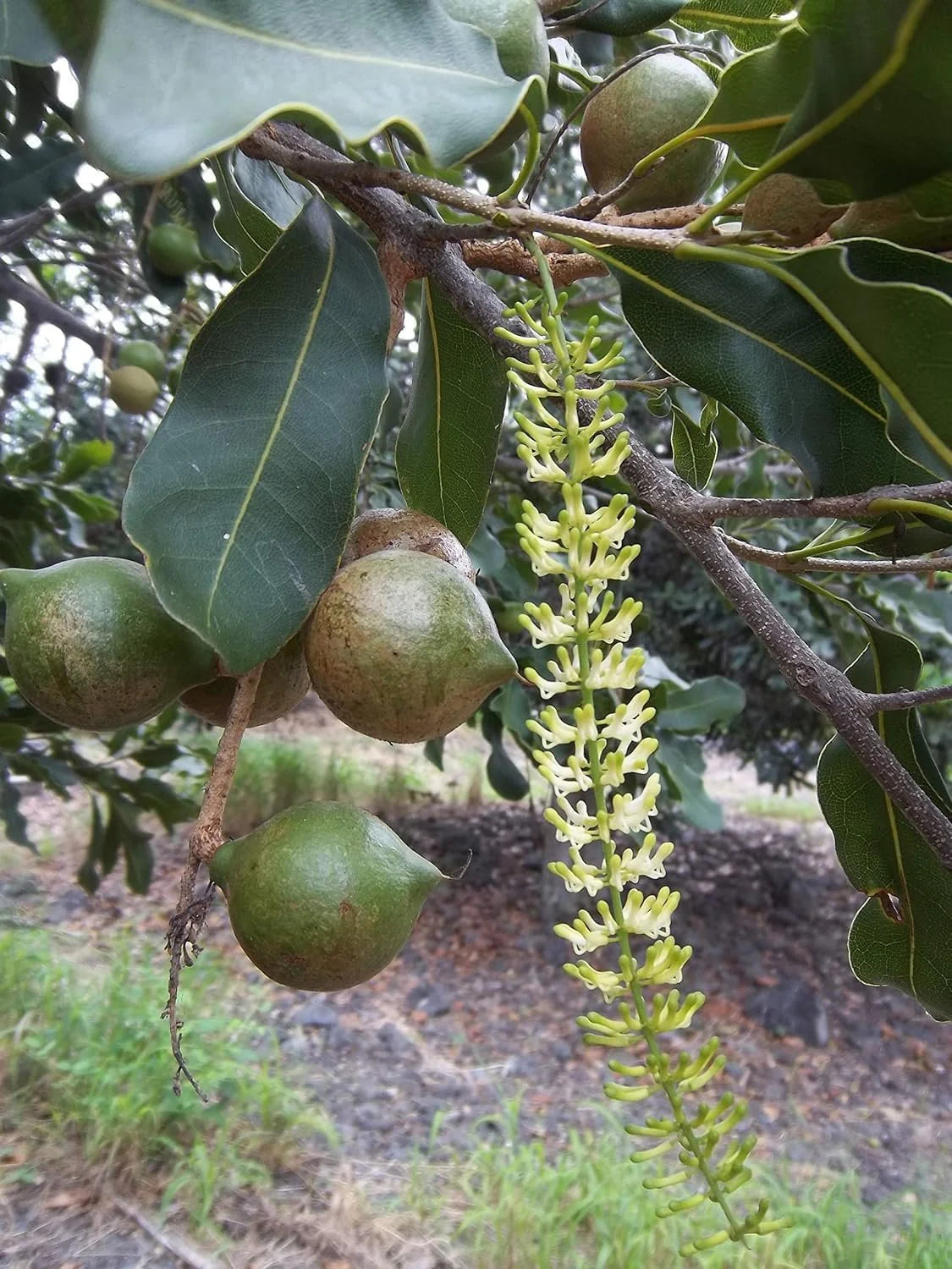 Macadamia Gouros