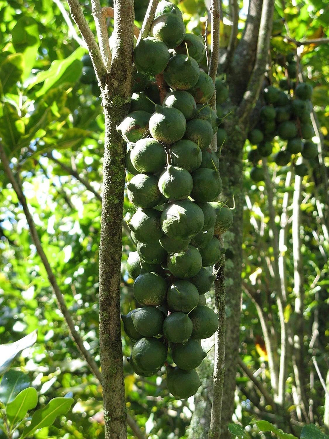 Macadamia Gouros - Ladybird Nursery