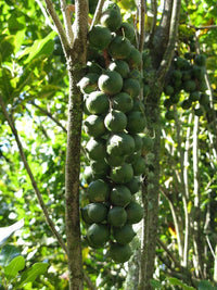 Macadamia Gouros - Ladybird Nursery