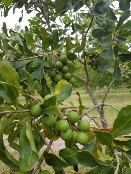 Macadamia Gouros
