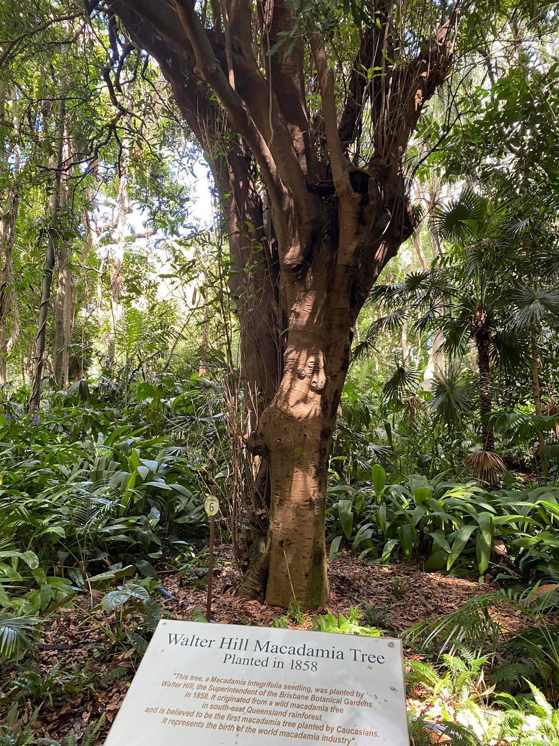 Macadamia H2 - Ladybird Nursery