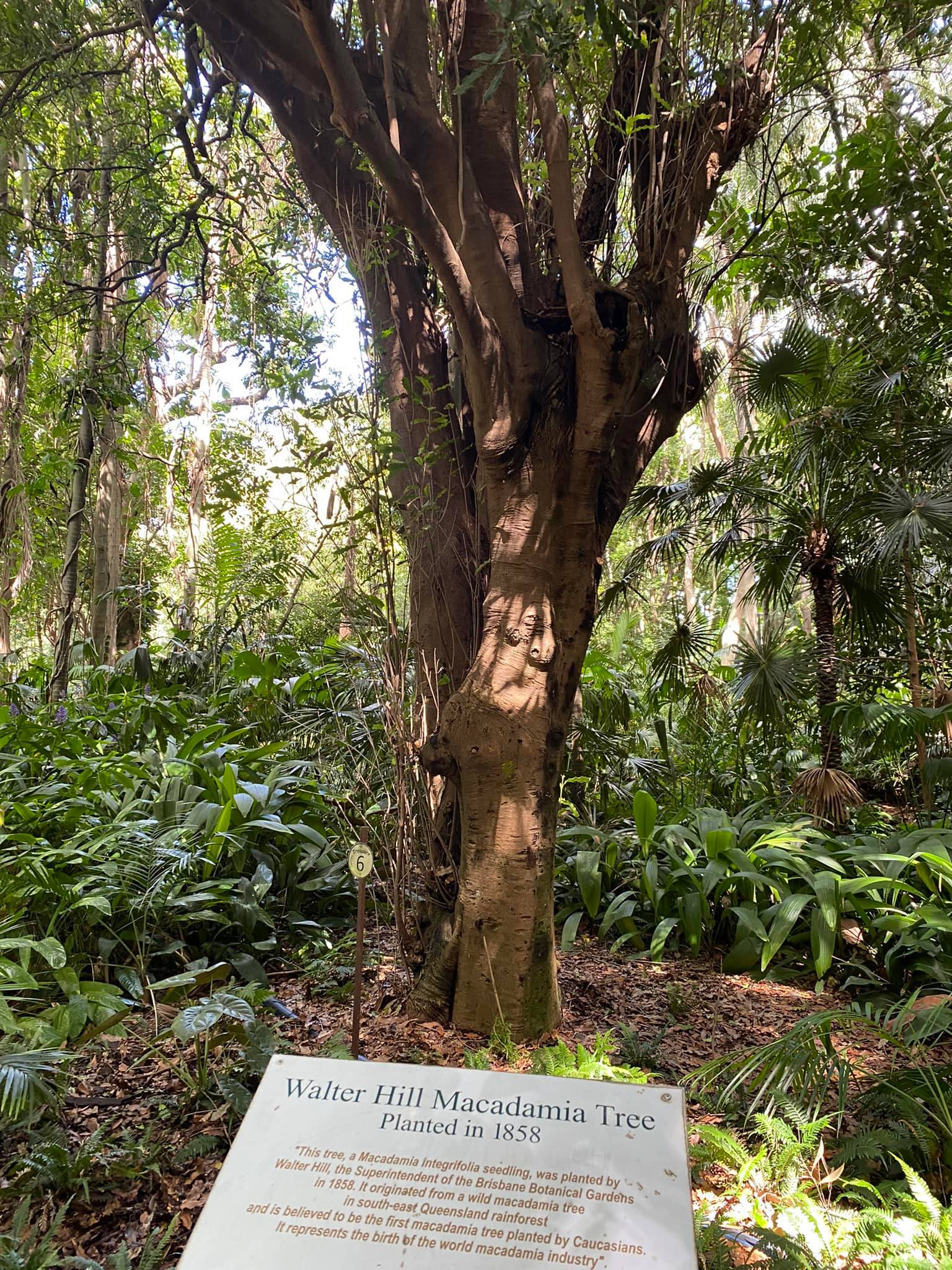 Macadamia H2 - Ladybird Nursery