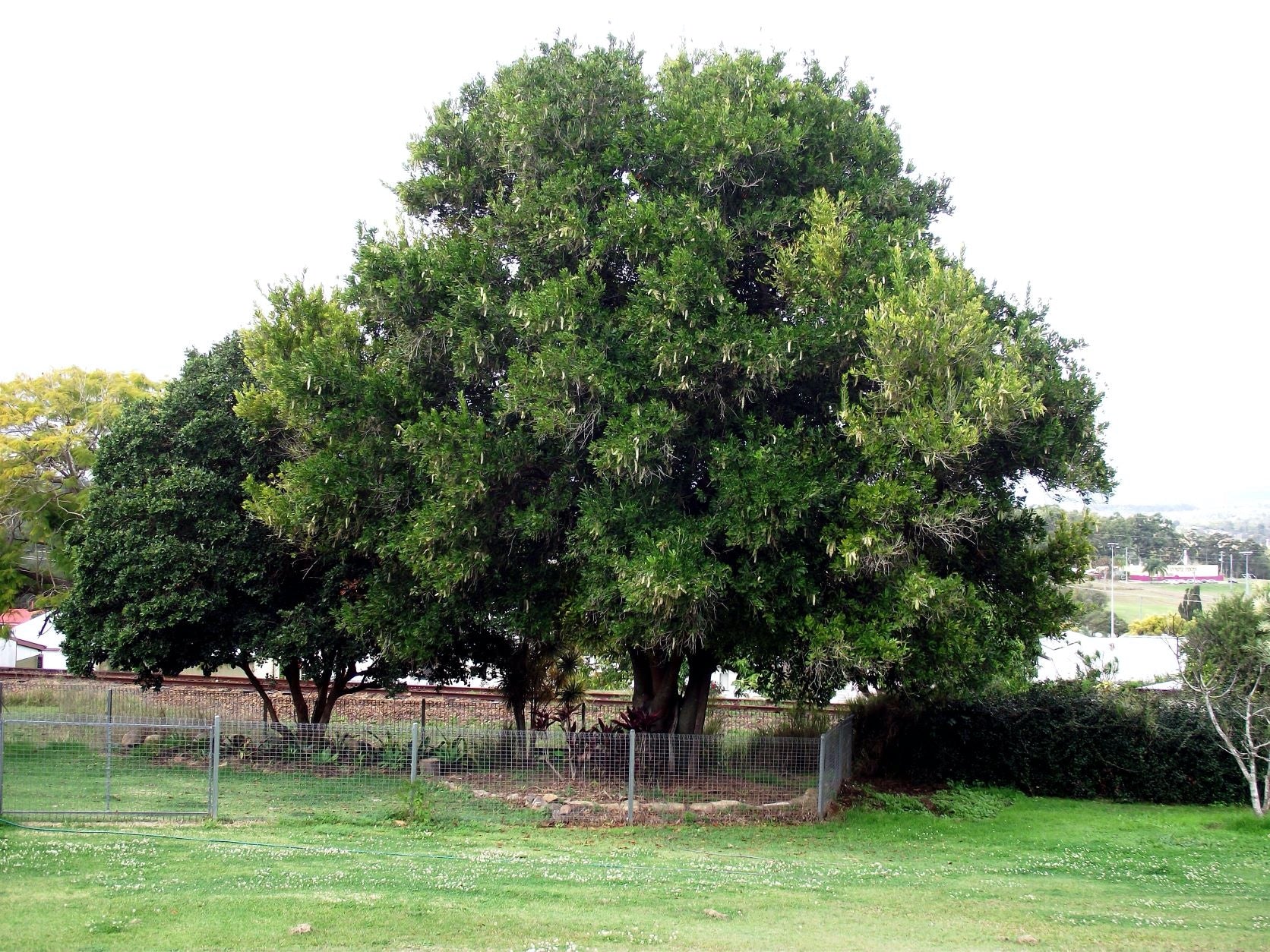 Macadamia H2 - Ladybird Nursery