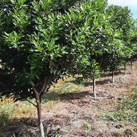 Macadamia MiniMaca PBR