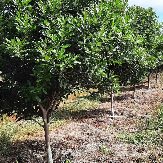 Macadamia MiniMaca PBR