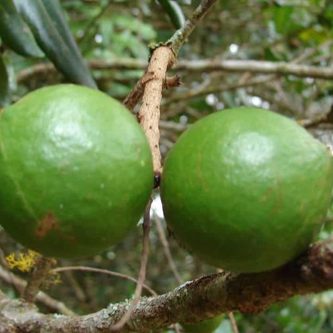 Macadamia MiniMaca PBR