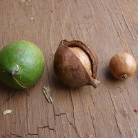 Macadamia MiniMaca PBR - Ladybird Nursery