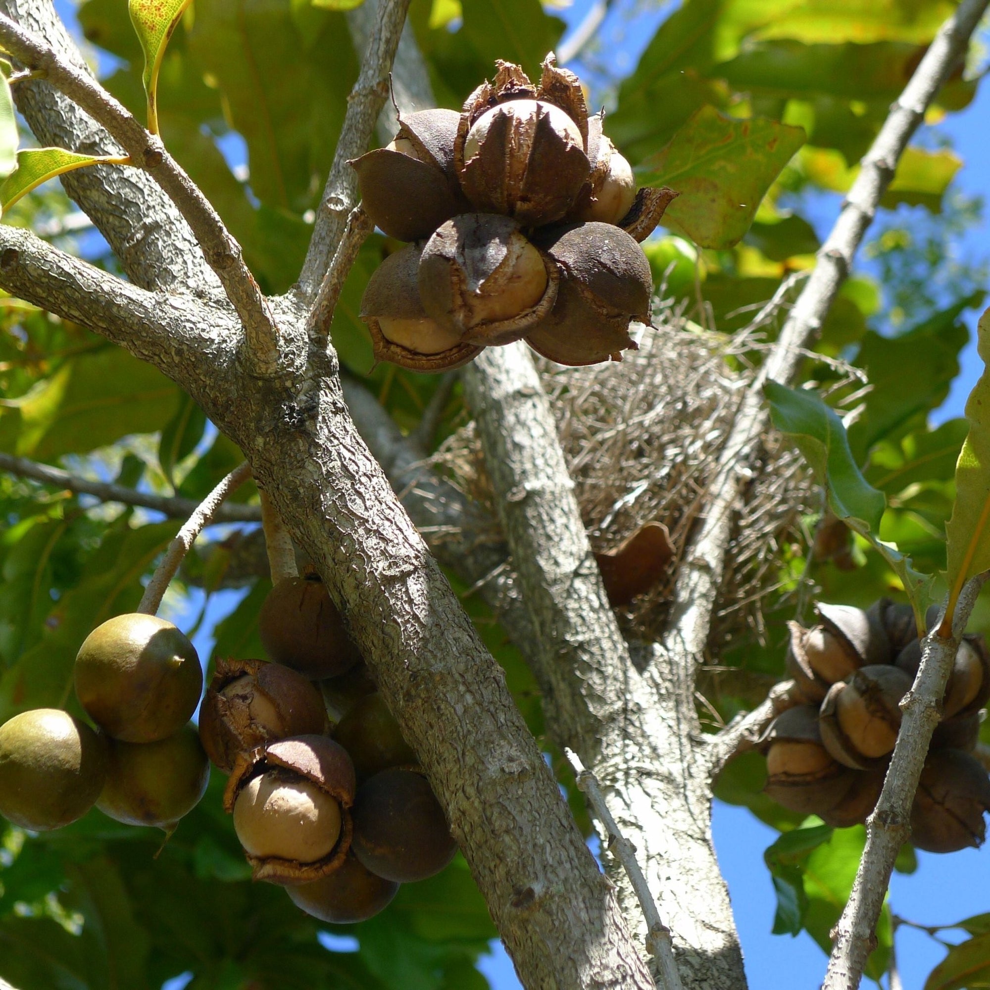 Macadamia (Integrifolia) - Large - Ladybird Nursery