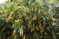 Macadamia (Integrifolia) - Large - Ladybird Nursery