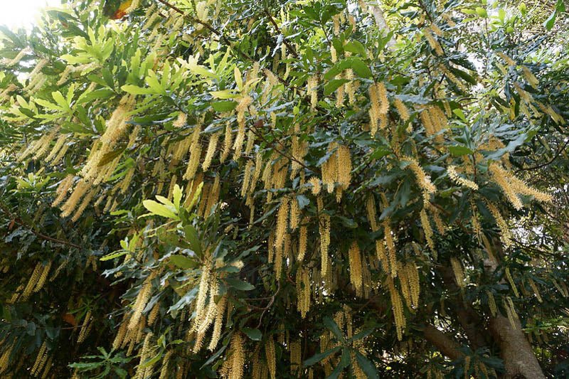 Macadamia (Integrifolia) - Large - Ladybird Nursery