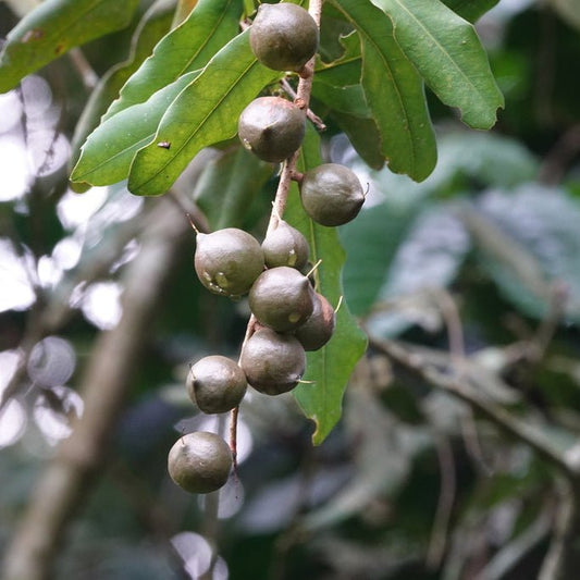 Macadamia (Integrifolia) - Large - Ladybird Nursery