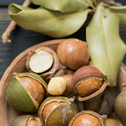 Macadamia Grafted 741 - Ladybird Nursery