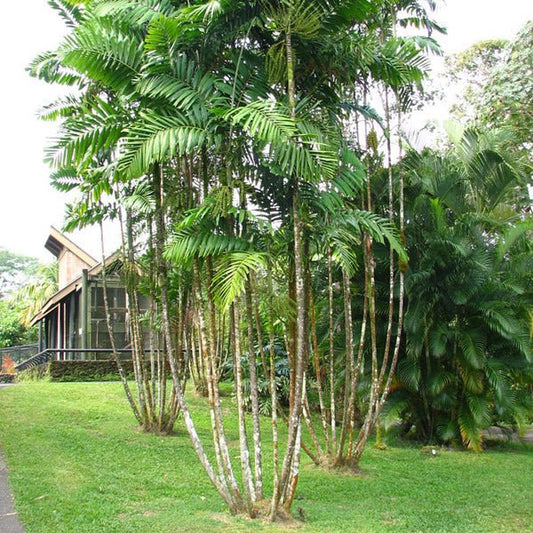 Macarthur Palm (Ptychosperma macarthurii) - Ladybird Nursery