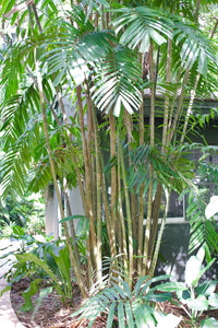 Macarthur Palm (Ptychosperma macarthurii) - Ladybird Nursery