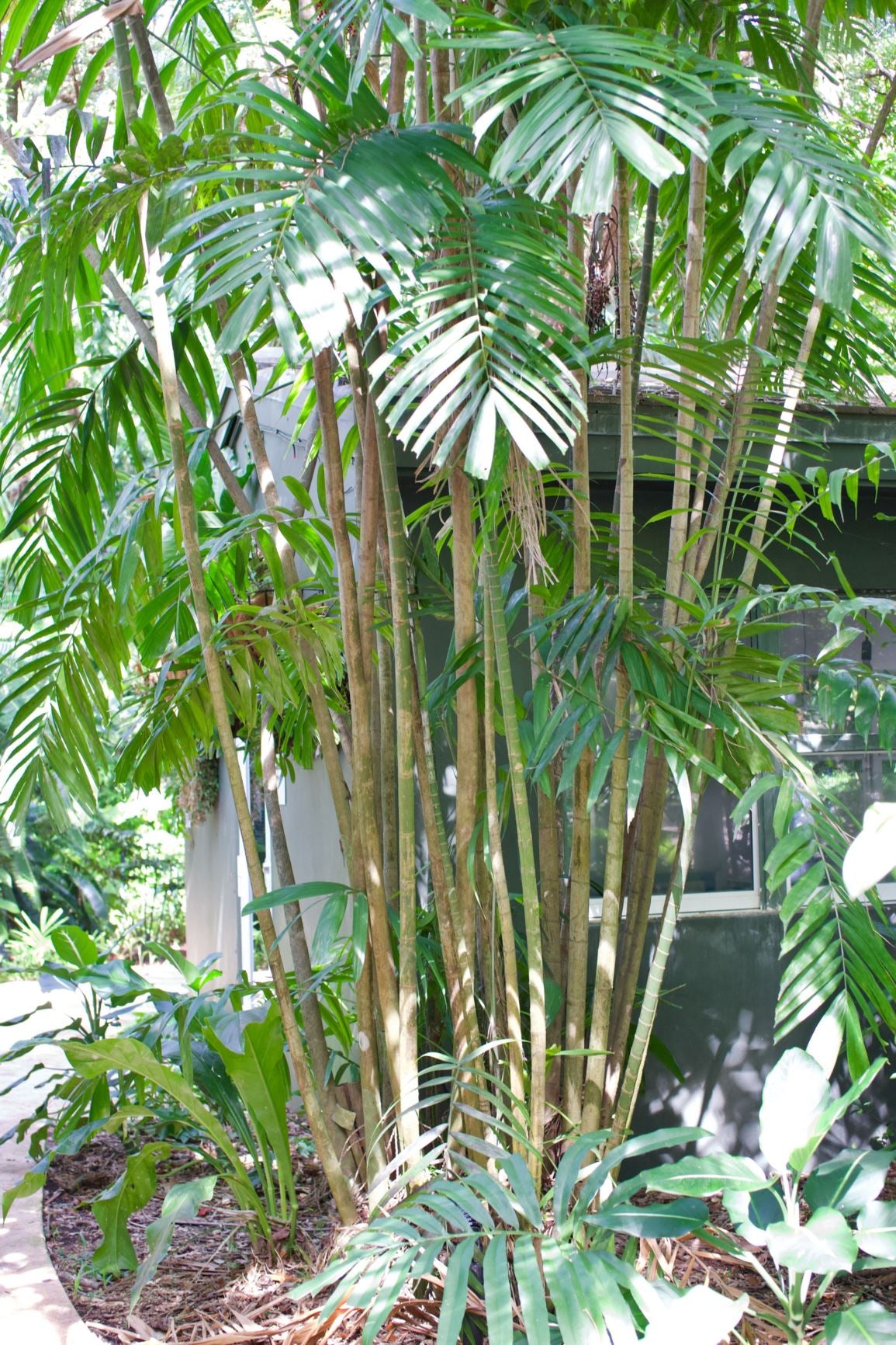 Macarthur Palm (Ptychosperma macarthurii) - Ladybird Nursery