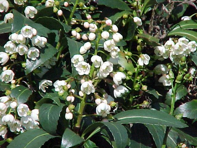 Macleay's Anopterus (Anopterus macleayanus)