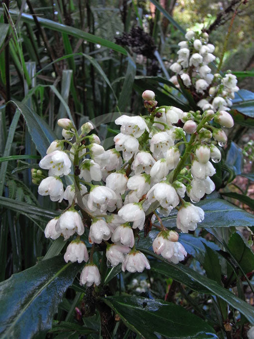 Macleay's Anopterus (Anopterus macleayanus)