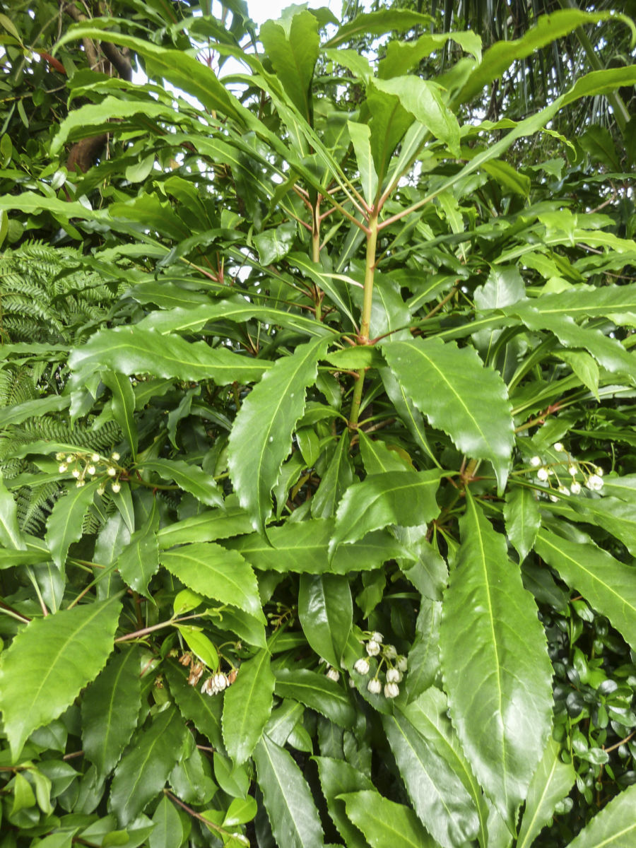 Macleay's Anopterus (Anopterus macleayanus)