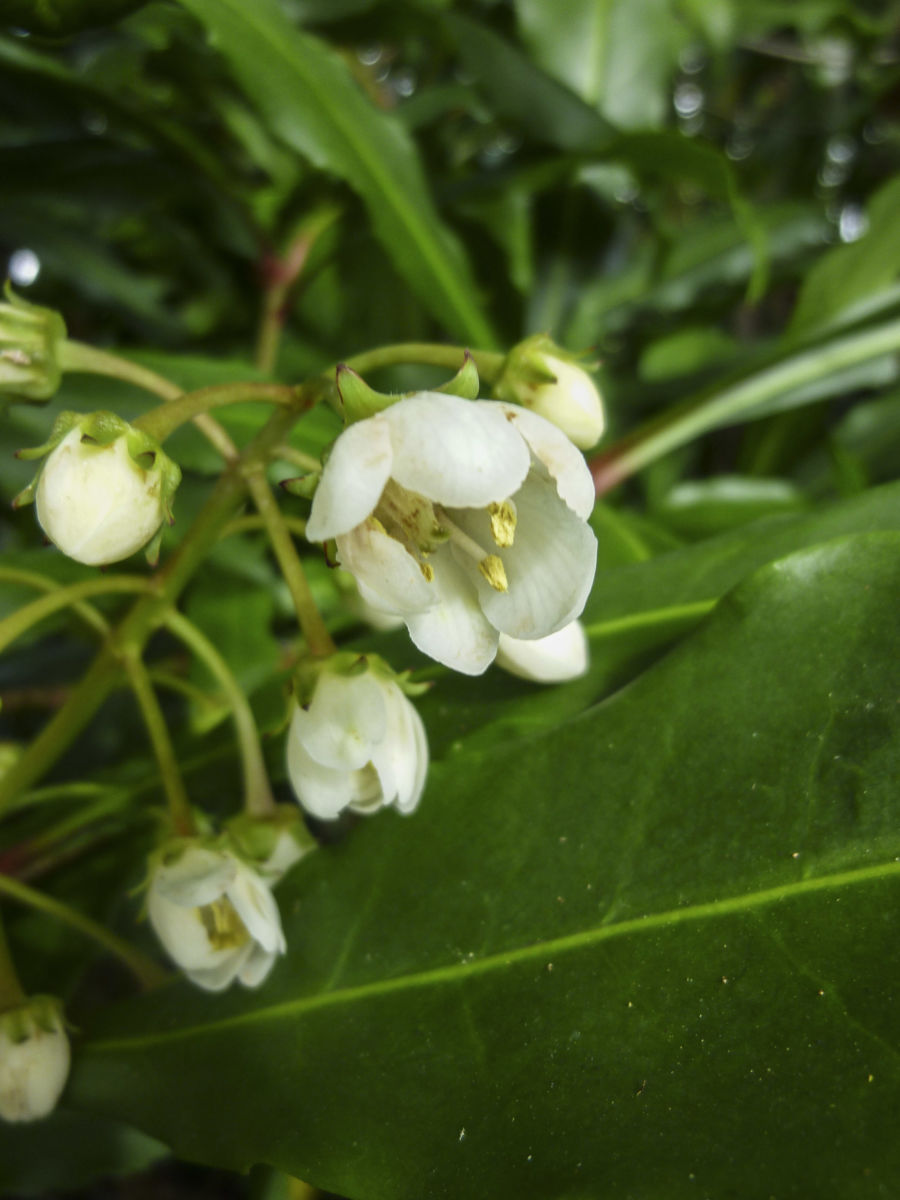 Macleay's Anopterus (Anopterus macleayanus)