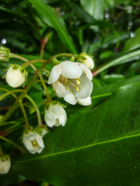 Macleay's Anopterus (Anopterus macleayanus)