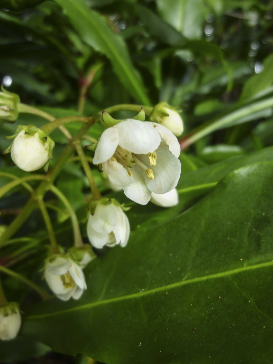 Macleay's Anopterus (Anopterus macleayanus) - Ladybird Nursery