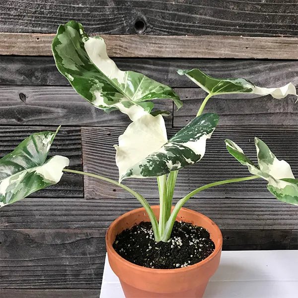 variegated miniature elephant ear plant Variegated Elephant Ear Plant – Buy Now! – Ladybird Nursery