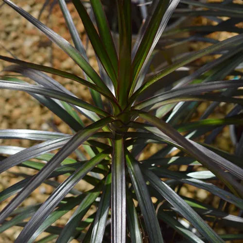 Madagascar Dragon Tree Black Knight (Dracaena marginata)