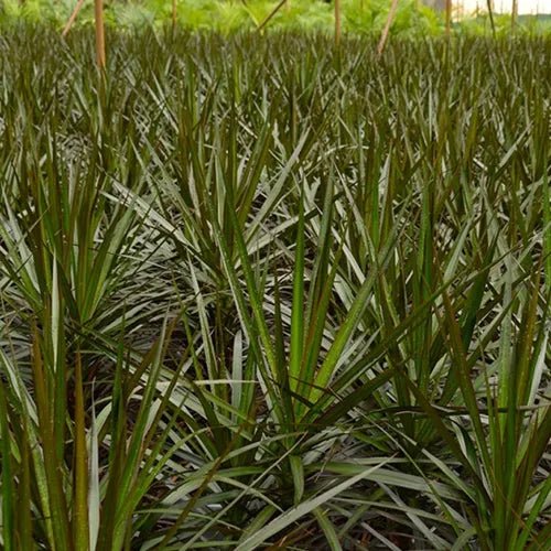 Madagascar Dragon Tree Black Knight (Dracaena marginata) - Ladybird Nursery