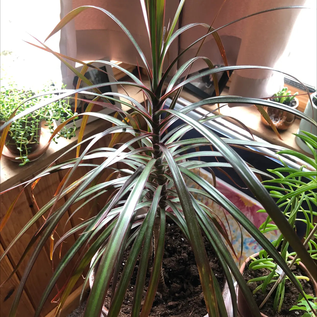 Madagascar Dragon Tree Black Knight (Dracaena marginata)