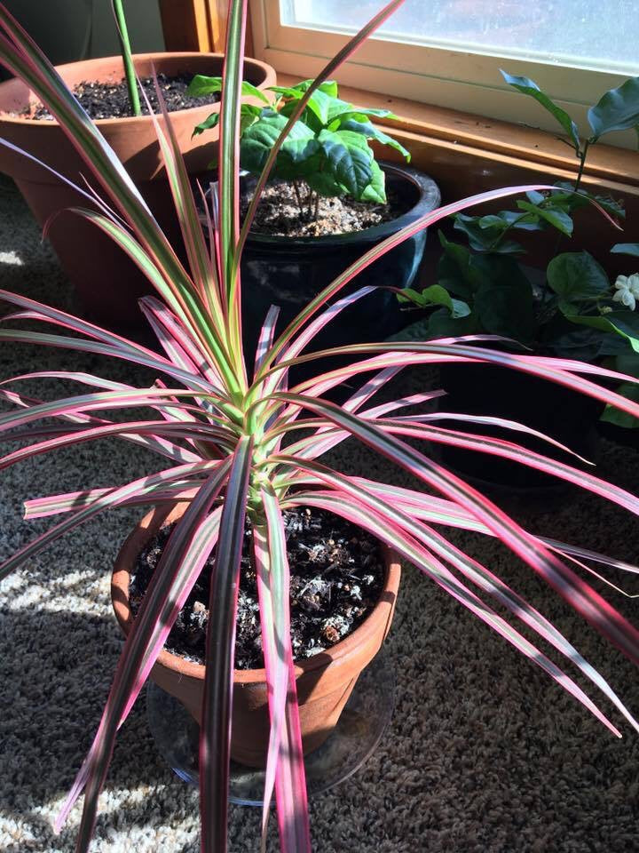Madagascar Dragon Tree Black Knight (Dracaena marginata)