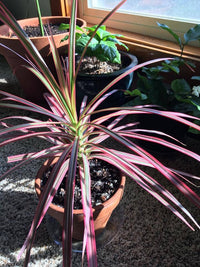 Madagascar Dragon Tree Black Knight (Dracaena marginata)