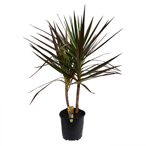 Madagascar Dragon Tree Black Knight (Dracaena marginata)
