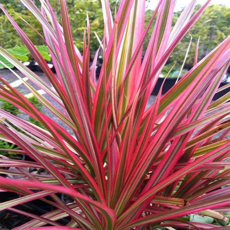Madagascar Dragon Tree Colorama (Dracaena marginata) - Ladybird Nursery