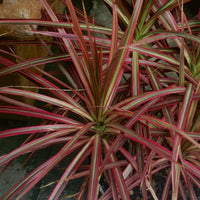 Madagascar Dragon Tree Colorama (Dracaena marginata) - Ladybird Nursery