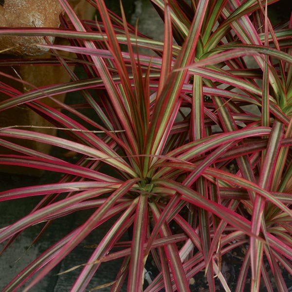 Madagascar Dragon Tree Colorama (Dracaena marginata) - Ladybird Nursery