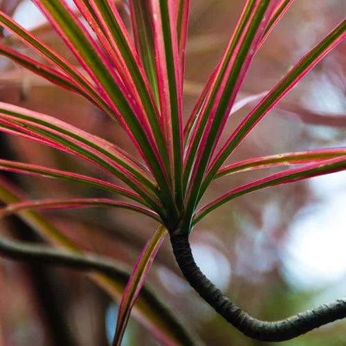 Madagascar Dragon Tree Colorama (Dracaena marginata)