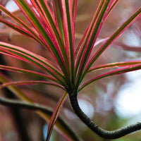 Madagascar Dragon Tree Colorama (Dracaena marginata) - Ladybird Nursery