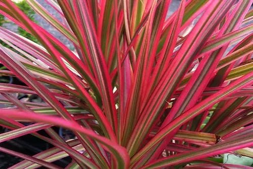 Madagascar Dragon Tree Colorama (Dracaena marginata) - Ladybird Nursery