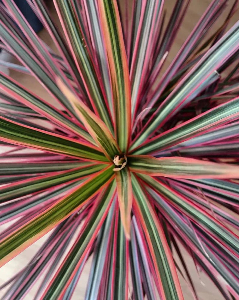 Madagascar Dragon Tree Colorama (Dracaena marginata) - Ladybird Nursery