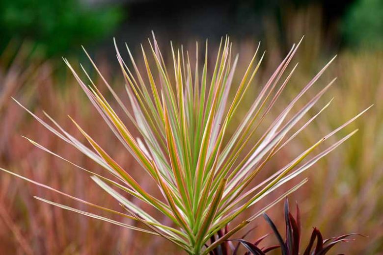 Madagascar Dragon Tree Tricolor (Dracaena marginata) - Ladybird Nursery