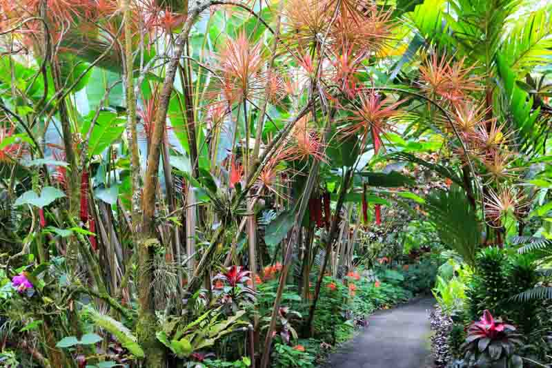 Madagascar Dragon Tree Colorama Multi planted (Dracaena marginata) - Ladybird Nursery