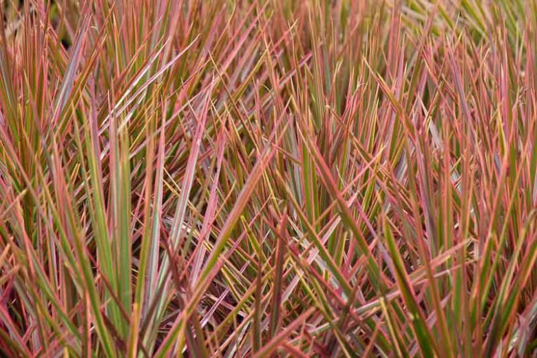 Madagascar Dragon Tree Tricolor (Dracaena marginata)