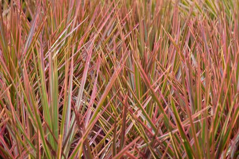 Madagascar Dragon Tree Colorama Multi planted (Dracaena marginata) - Ladybird Nursery