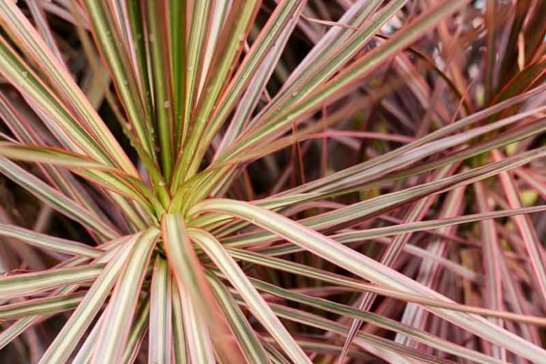 Madagascar Dragon Tree Tricolor (Dracaena marginata) - Ladybird Nursery