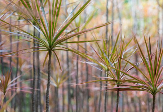 Madagascar Dragon Tree Colorama Multi planted (Dracaena marginata) - Ladybird Nursery